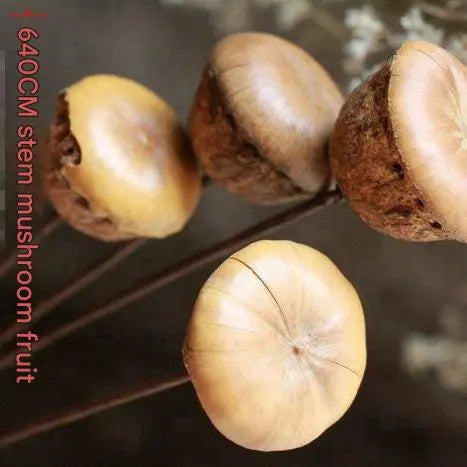 Natural Small Hard Mushroom Flower – Yunnan Real Plant