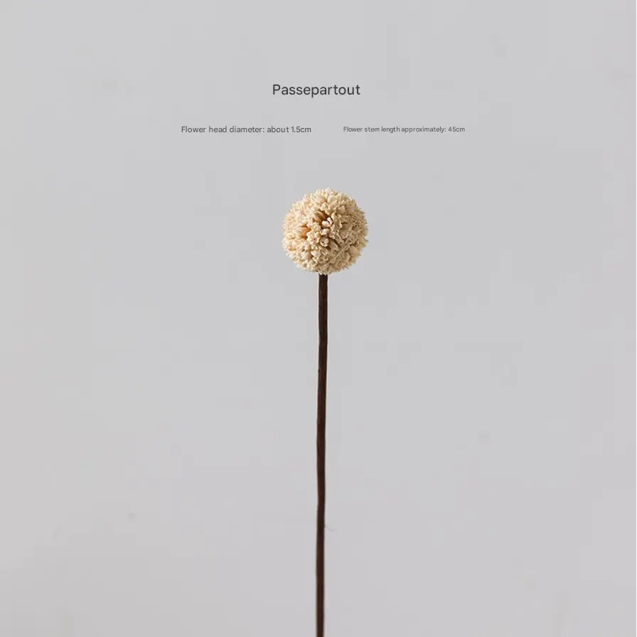Passepartout Dried Artificial Flowers White