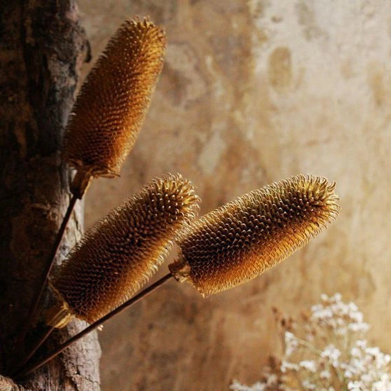 Natural Ecological Plant Fruits for Home & Store Décor