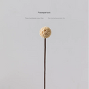 Passepartout Dried Artificial Flowers White